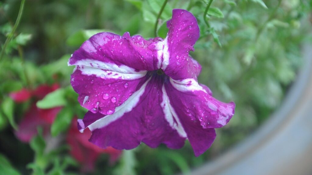 雨に弱いペチュニアの特徴と対策