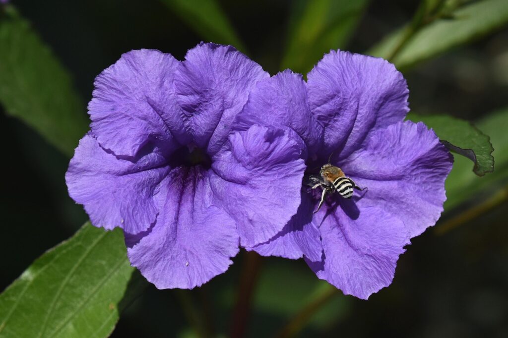 ペチュニアの花びら虫食いを防ぐための効果的な方法