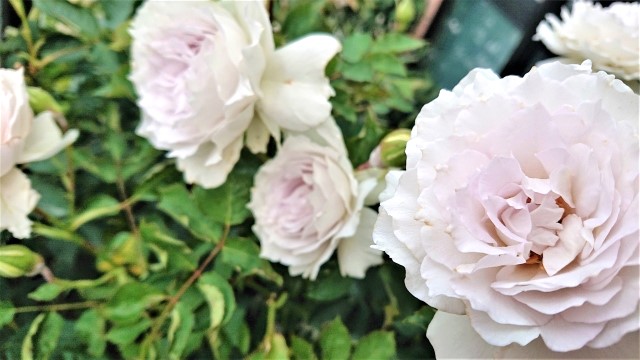 バラ ガブリエルの寿命と長く育てるコツ
