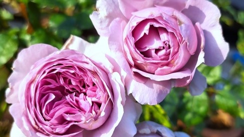 リラの花持ちは?どのくらい楽しめる?