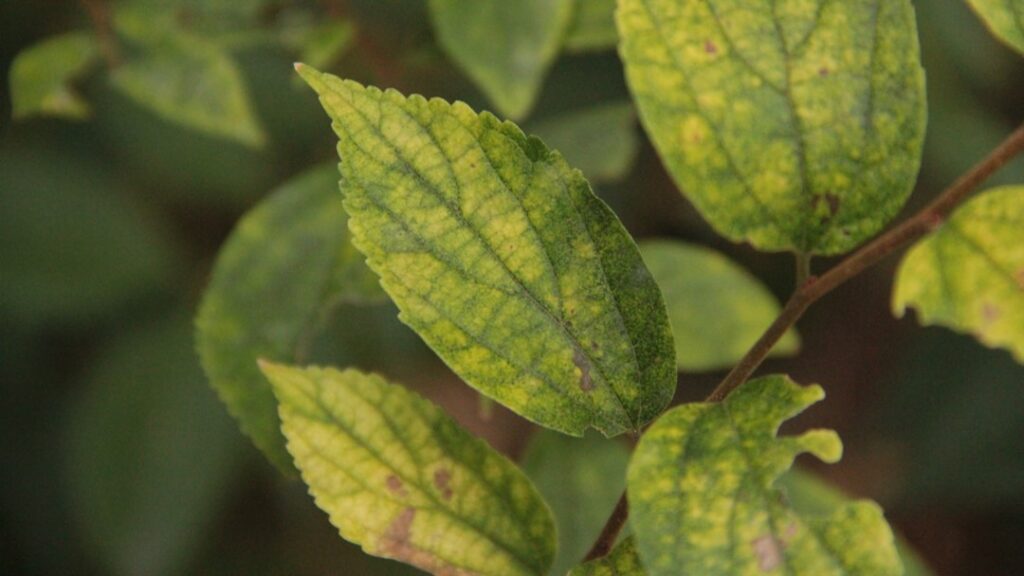 バラがハダニにやられたら?症状と薬剤での駆除方法を徹底解説!