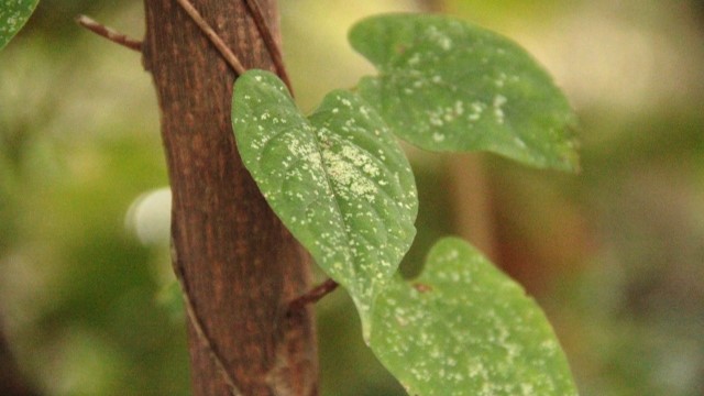 バラ ハダニの症状を見分ける方法