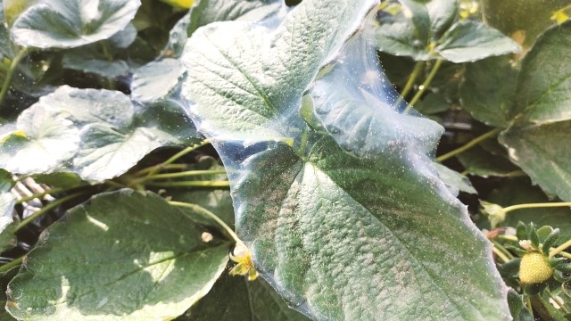 バラ ハダニが大量発生したらすべきこと